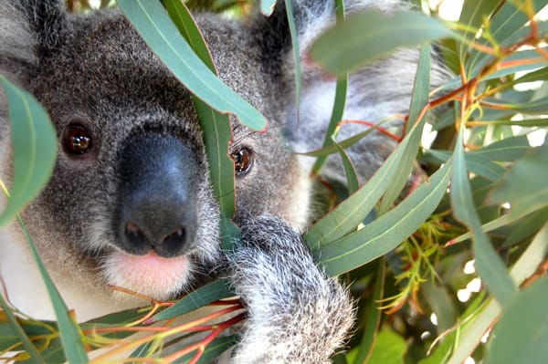 pic koala blog