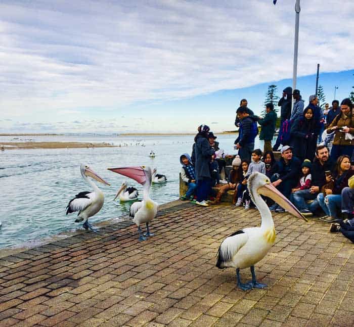 Pelican Feeding The Entrance