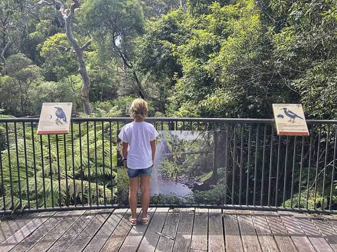 Fitzroy Falls 6