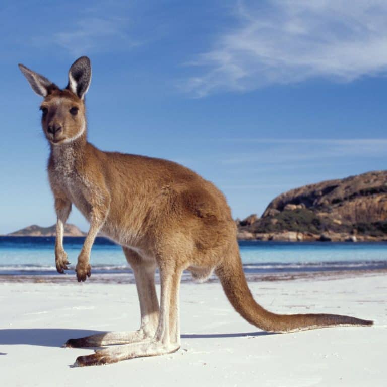 Australia Fun Facts: 150 Weird, Interesting, Amazing Trivia!