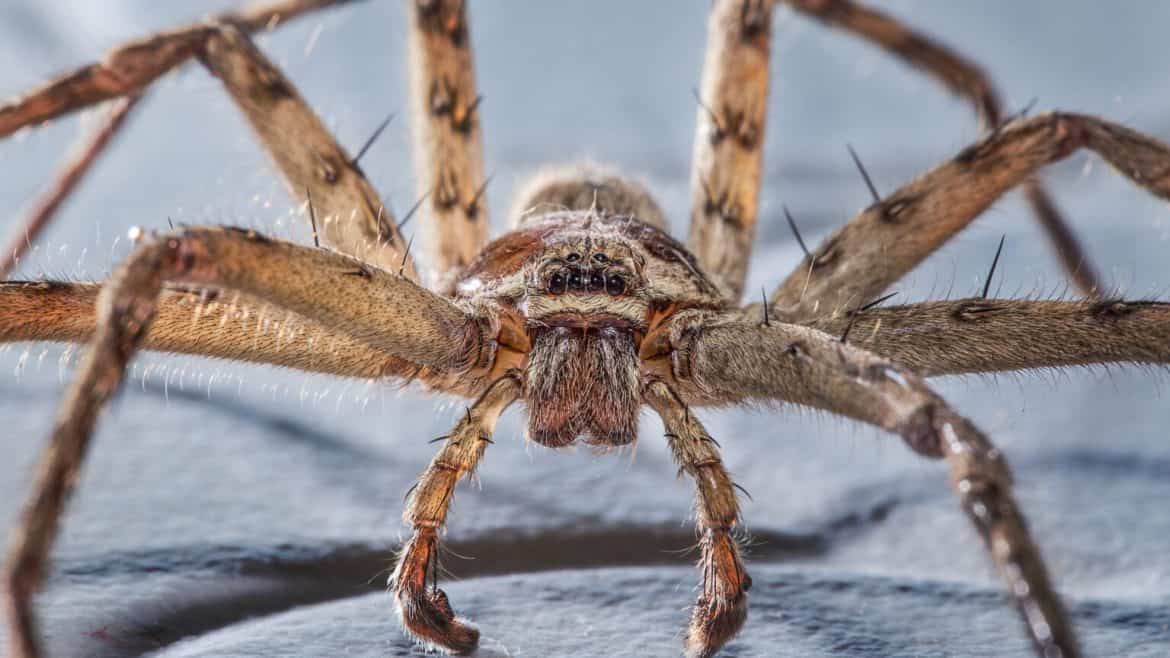 Spiders Spotting: A Comprehensive Guide to 13+ Fascinating Spiders of ...